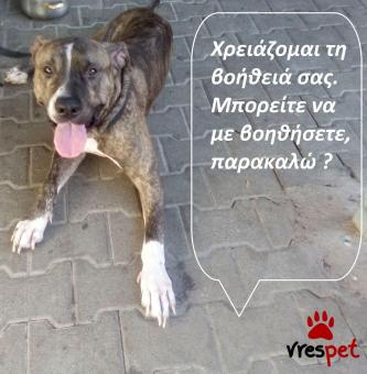 Ράτσα: Άλλη Ράτσα | Ηλικία: 4 ετών | Φύλο: Αρσενικό | Αρ. Microchip: 981021212121212 | Περιοχή: Αττική